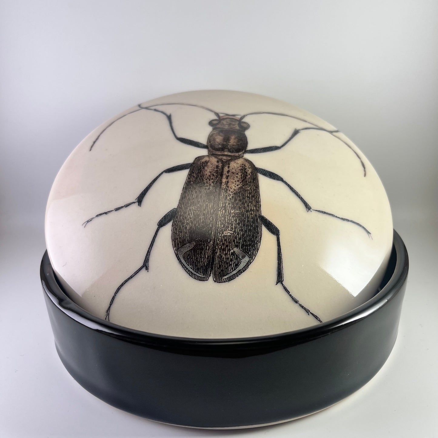 Beetle Can #1 Ground Beetle