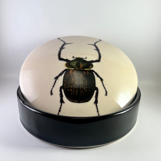 Boîte à insectes n°2 Goliath