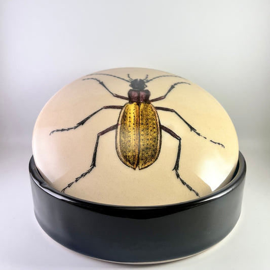 Boîte à insectes #3 Cicindèle
