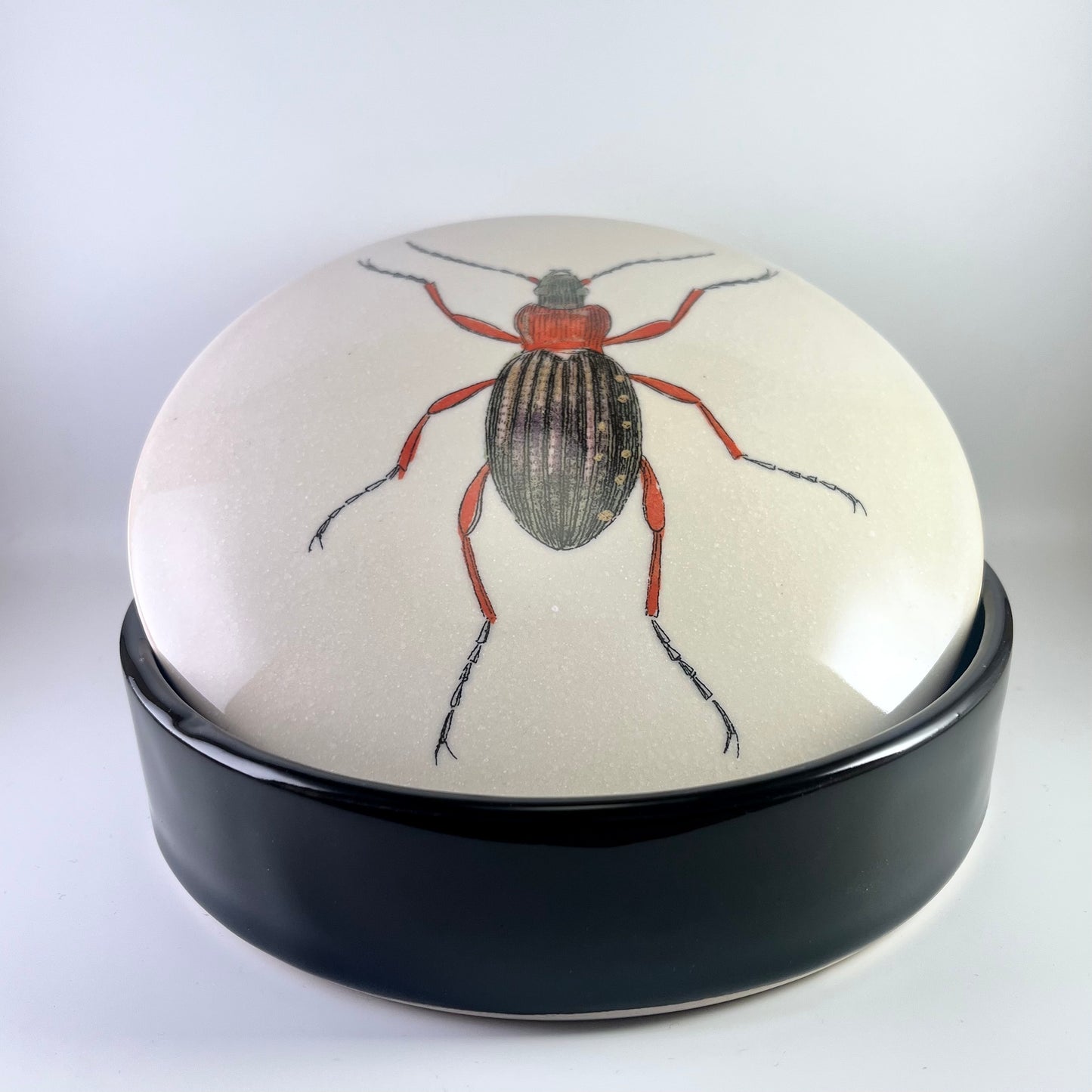 Boîte à insectes #3 carabe doré
